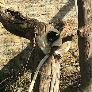 Crowned sifaka 250318
