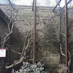 Pygmy marmoset exhibit 250318