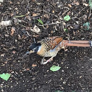 Spotted laughingthrush 250318