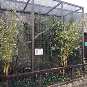 Spotted laughingthrush exhibit 250318