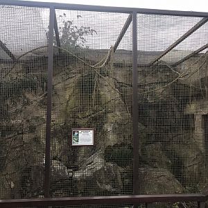 Red-crested turaco exhibit 250318