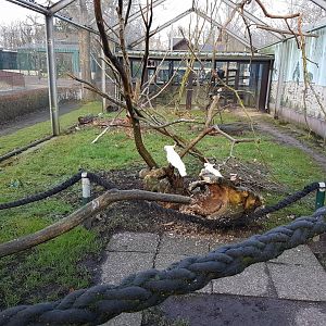 Inside the Parrot-aviary - Triton cockatoos