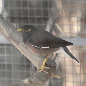 Common Mynah