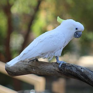 Sulphur-Crested Cockatoo ID??
