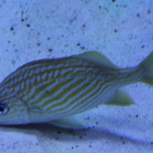 Haemulon flavolineatum