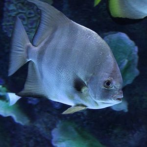 Atlantic spadefish - Chaetodipterus faber