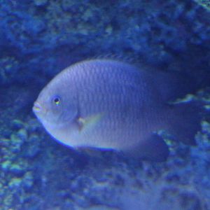 Damselfish ID