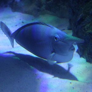 Palefin unicornfish - Naso brevirostris