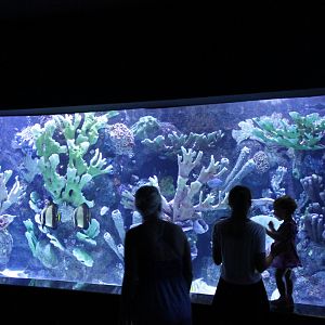 Atlantic Ocean-aquarium
