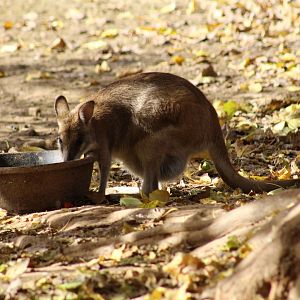 Agile Wallaby