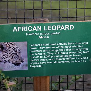 "African" Leopard Signage