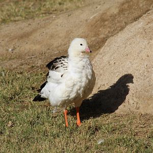 Andean Goose