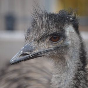 Dromaius novaehollandiae