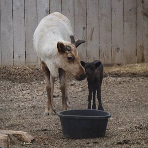 Rangifer tarandus, Bunny and her 3 day old fawn