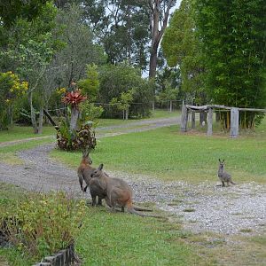 Red-necked wallabies in front garden