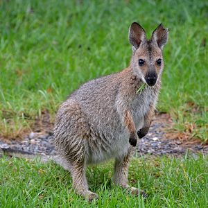 Juv. Red-necked wallaby