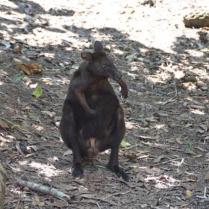 Black wallaroo   Macropus bernardus