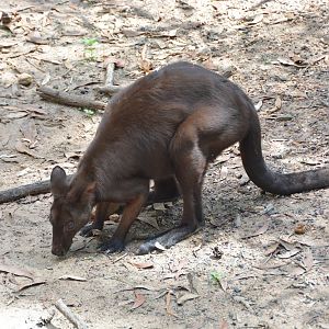 Black wallaroo 2