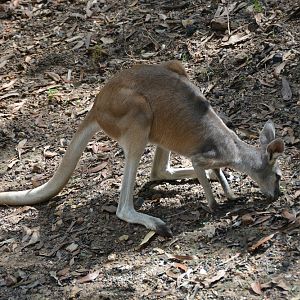 Antilopine wallaroo    Macropus antilopinus