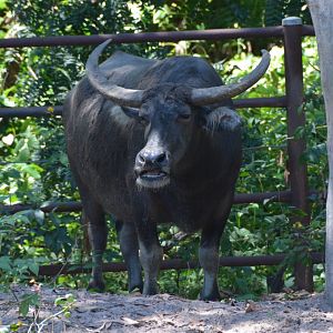 Black water buffalo