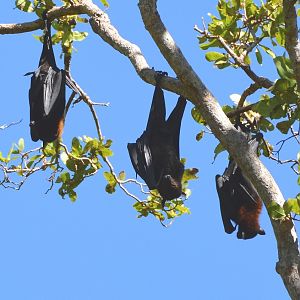 Black flying fox   Pteropus alecto