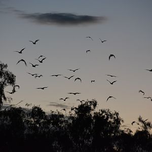 Grey-headed flying foxes   Pteropus  poliocephalus