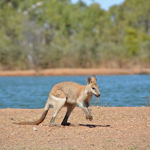 Agile wallaby
