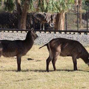 Ellipsen Waterbuck