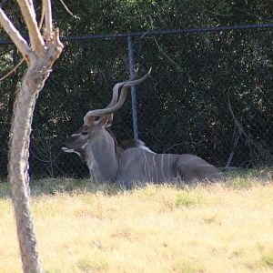 Greater Kudu