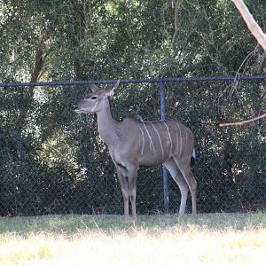 Greater Kudu