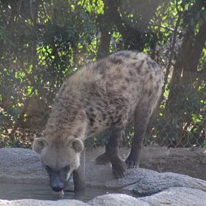 Spotted Hyena Drinking