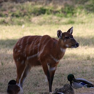 Eastern Sitatunga