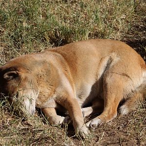 New Guinea Singing Dog