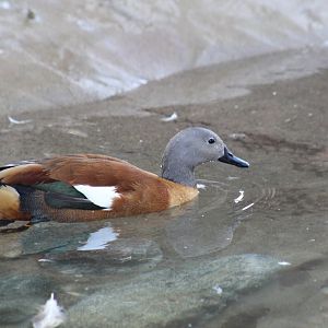 South African Shelduck