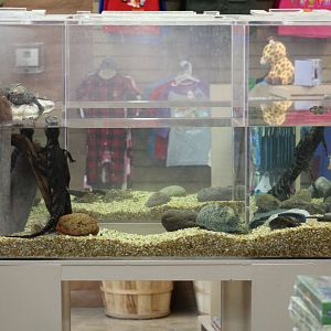 Cuvier's Dwarf Caiman Tank