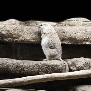 Round-Tailed Ground Squirrel