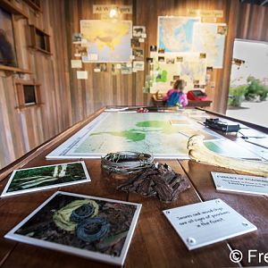 tiger educational displays