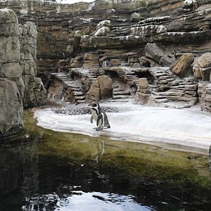 humboldt penguin exhibit