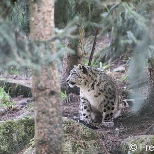 juvenile snow leopard
