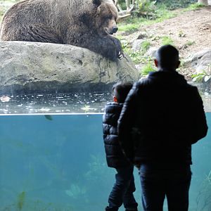 grizzly bear exhibit