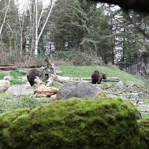 grizzly bear exhibit
