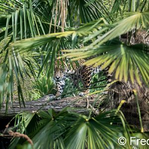 jaguar in the jungle