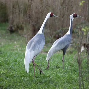white naped cranes