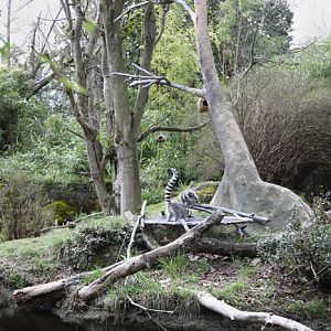 ring tailed lemur exhibit
