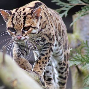Jack The Margay - 3rd April 2018