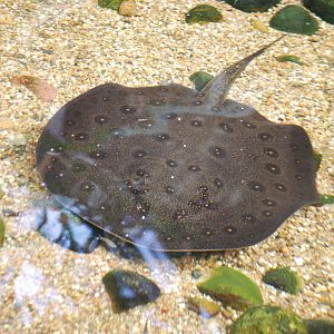 Amazon River Ray