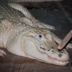White American Alligator