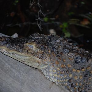 Spectacled Caiman