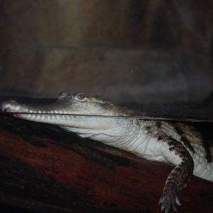 Johnston's Crocodile