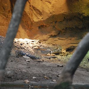 Philippine Crocodile